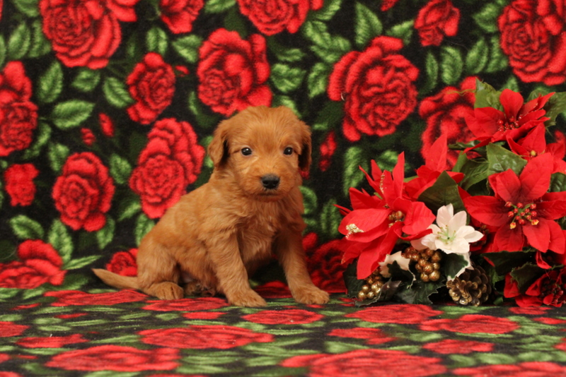 puppy, for, sale, Mini Goldendoodle F1, Matthew B. Stoltzfus, dog, breeder, Gap, PA, dog-breeder, puppy-for-sale, forsale, nearby, find, puppyfind, locator, puppylocator, aca